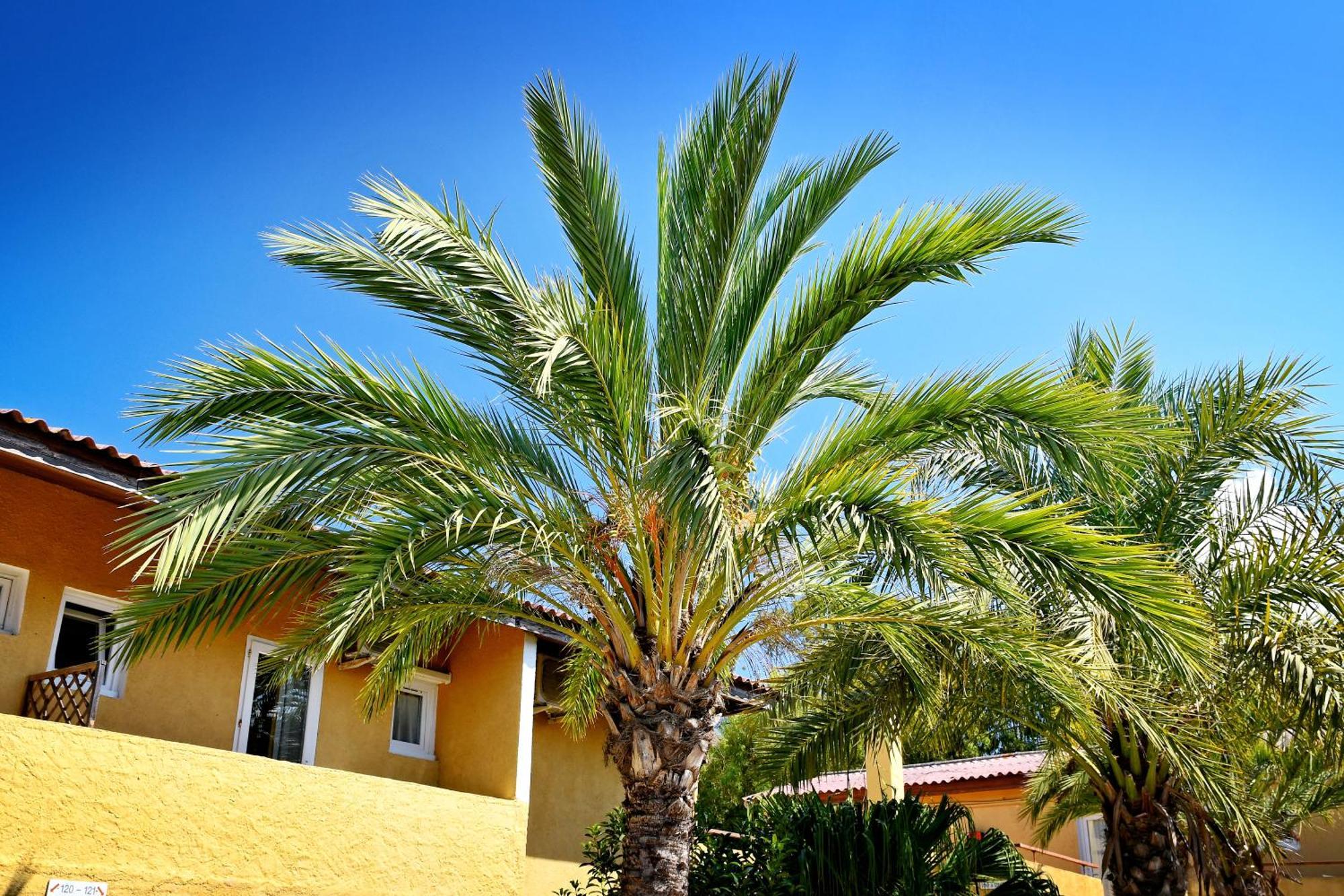 Residence Les Castors Calvi  Exterior foto